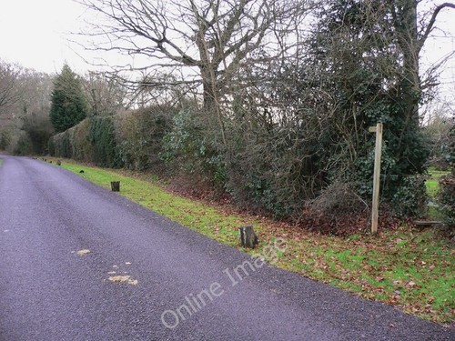 Photo 6x4 footpath leaves - photo,