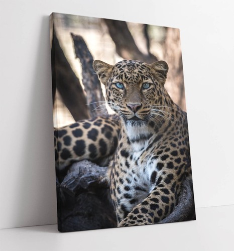 Beautiful blue eyed - eyed, cheetah