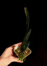 Microsorum Thailandicum (Blue Oil Fern) - Very Rare - Terrarium Plant  - P0771