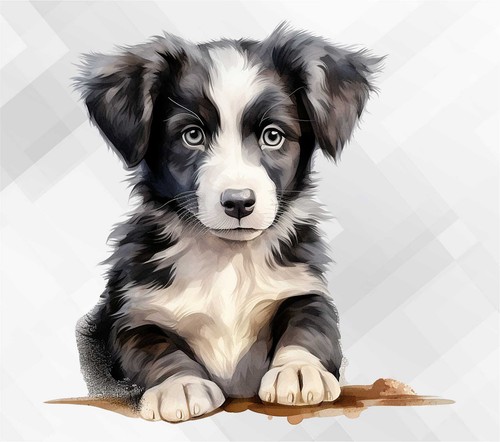 Border collie dog - collie, wall