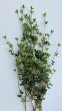 Artificial Flowers / Foliage