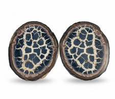 Rare Septarian Dragon Stone