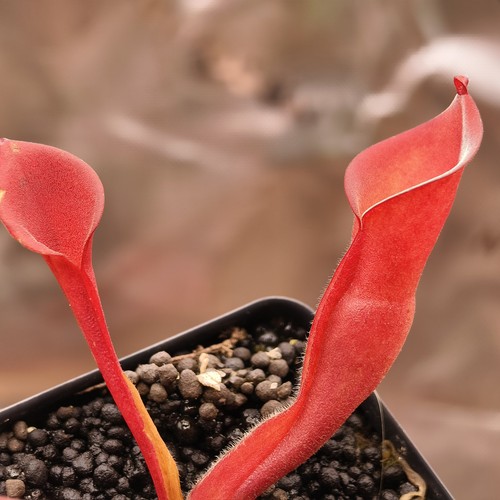 Heliamphora chimantensis x - heliamphora,
