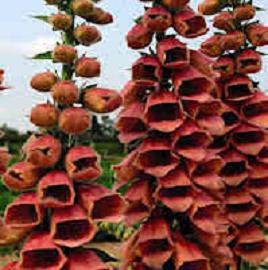 Digitalis red seeds - digitalis, 20