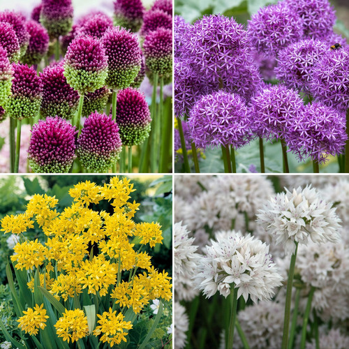 Allium 100 bulb - 100,