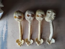 Fetal Skulls on Spine Resin Replica  x 4 - Curiosity Macabre Goth Prop Cryptid