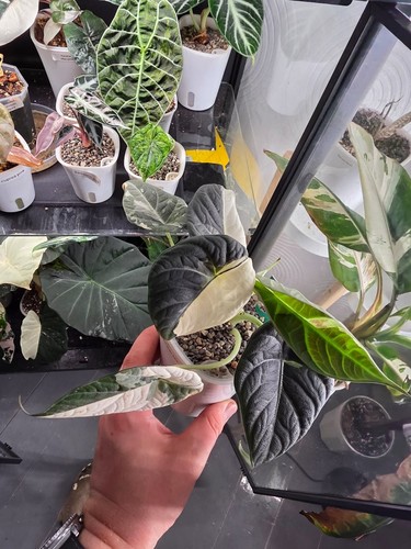 Alocasia maharani albo corms - alocasia,