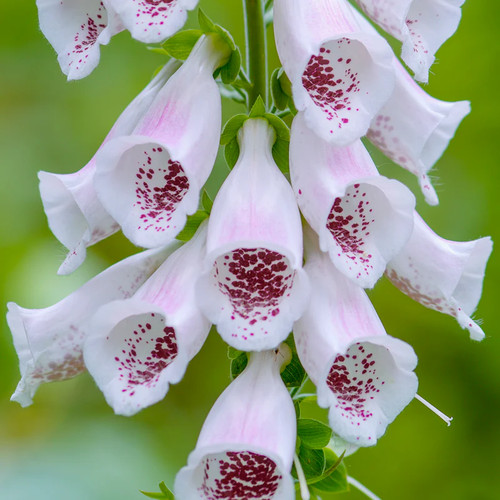 Digitalis pams choice - digitalis, 'pams