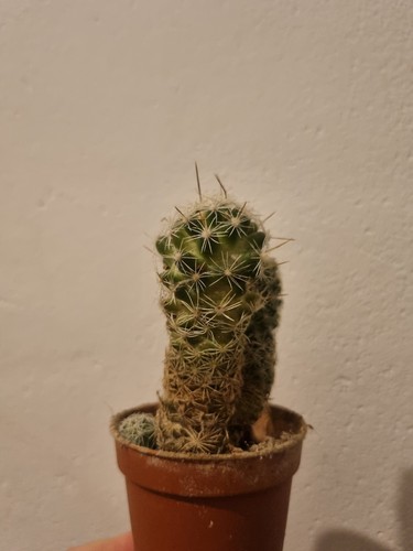 Cactus house plant - plant, small