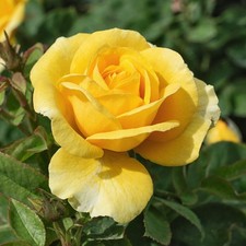 Floribunda Rose, Our John