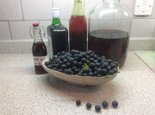 1lbof frozen dorset sloe - dorset,