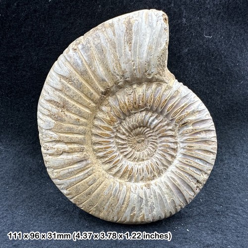 Perisphinctes fossil ammonite