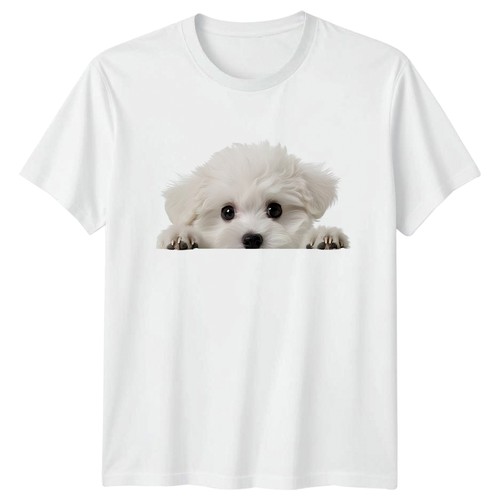 Peeking white maltese dog - white,