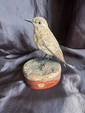 Taxidermy Victorian Isabeline Wheatear