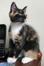 C6 Card: "Adorable Calico