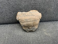 Fossil Horn Coral Collection /