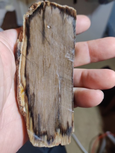 Petrified wood fossil - wood,
