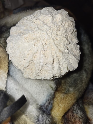 Round fossilized brain coral - brain,
