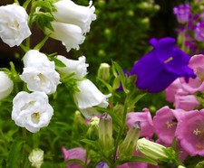 Canterbury Bells Mix - 2100x