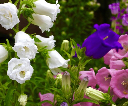 Canterbury bells mix - canterbury, 2100x