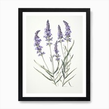 Lavender Flower Vintage