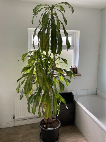 Yucca dragon plant - dragon, 7.5-9ft