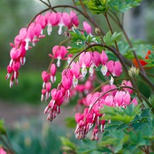 Dicentra valentine bleeding - valentine,