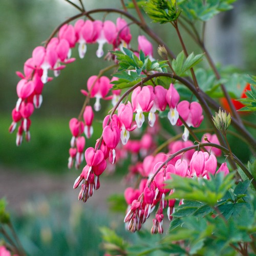 Dicentra valentine bleeding - valentine,