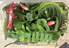 150g Fresh tortoise food plants & weeds, full one litre tub, organic 