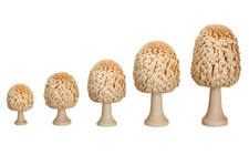 Ringed Tree Trunk Natural Wood