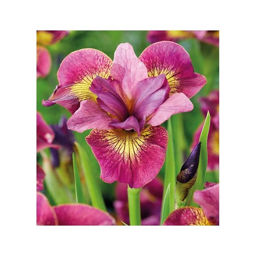Iris sibirica ruby - sibirica, 9cm