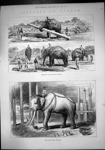 Old print burmah elephants - print,