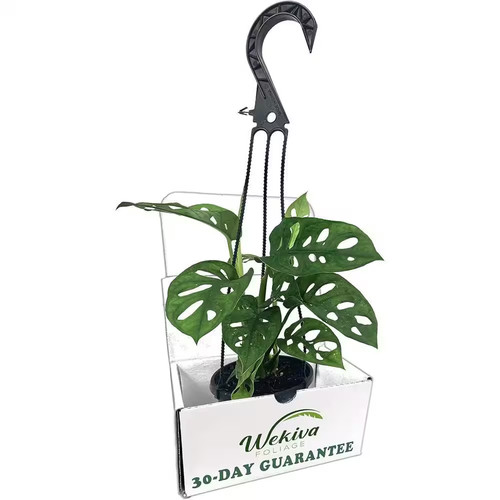 Monstera swiss cheese plant - monstera,