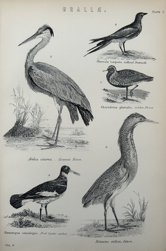Antique print birds c1870s - print,
