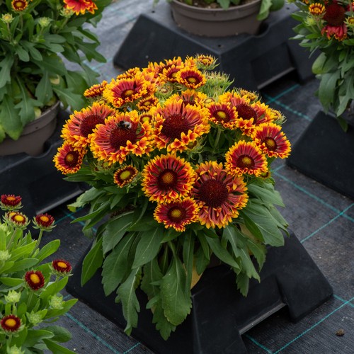 Gaillardia mariachi copper sun - copper,