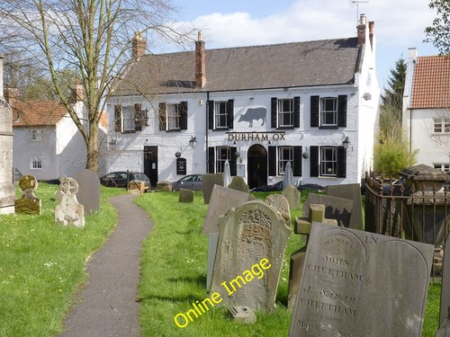 Photo 6x4 the durham - photo, ox