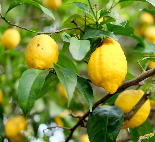 Citrus limon from positano - limon,