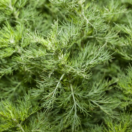 Southernwood plant perennial - southernwood,