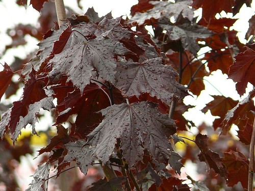 Acer platanoides crimson - platanoides, ‘crimson