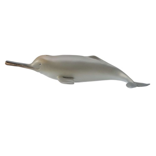 Collecta ganges river dolphin - river,