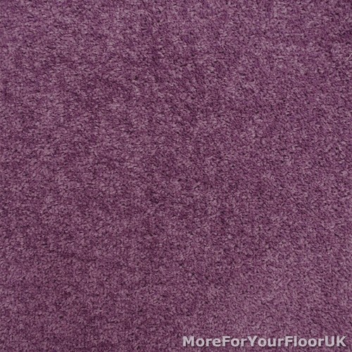 Purple carpet violet - purple,