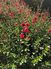 Organic Live USA Red Autumn