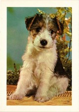 CPM Fox terrier DOGS (717113)