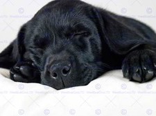 Labrador Retriever Black Puppy Photo Art Print Poster Picture Bmp719A
