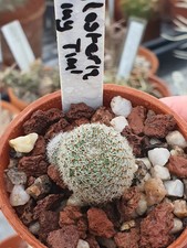 Aylostera 'Tiny Tim' |  UK