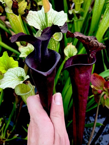Sarracenia moorei hb34 - sarracenia,