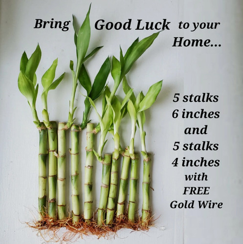 Lucky bamboo plants 6 - plants, 4"