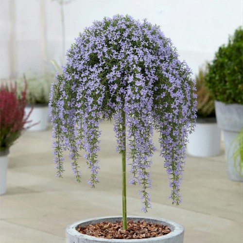 Rosemary officinalis - rosemary,
