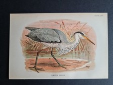Antique (1894) print - Common