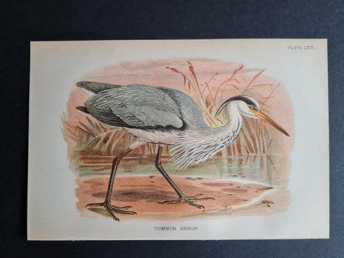 Antique print common - (1894),